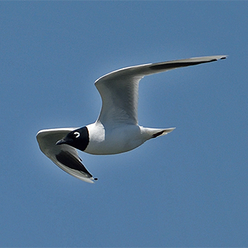 Saunders's Gull