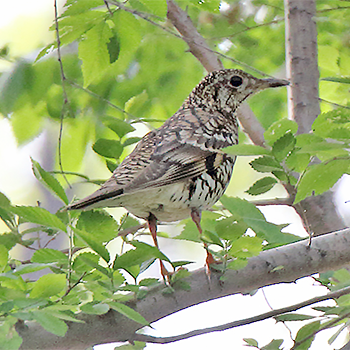 Scaly Thrush