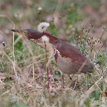 Schrenck's Bittern