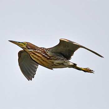 Schrenck's Bittern