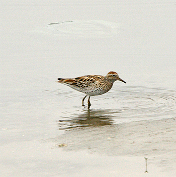 Sharp-tailed Sandpiper