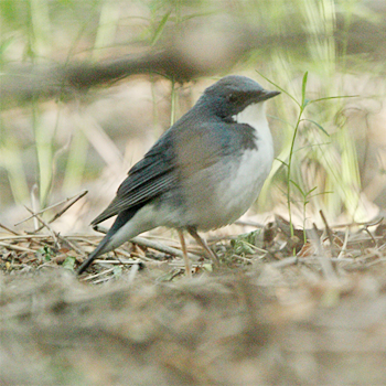 Siberian Blue Robin