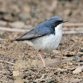 Siberian Blue Robin