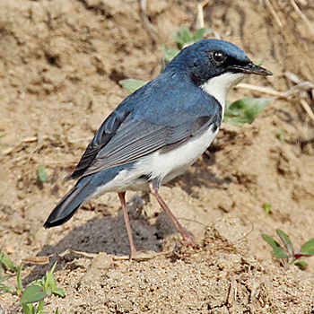 Siberian Blue Robin