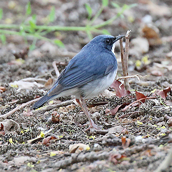 Siberian Blue Robin