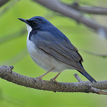 Siberian Blue Robin