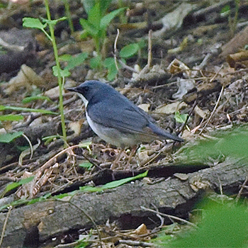 Siberian Blue Robin