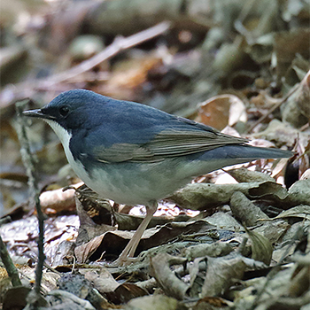 Siberian Blue Robin