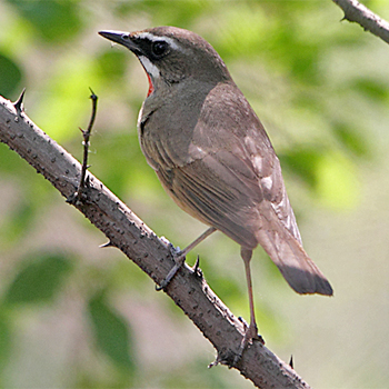 Siberian Rubythroat