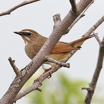 Siberian Rubythroat