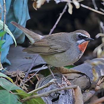 Siberian Rubythroat