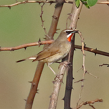 Siberian Rubythroat
