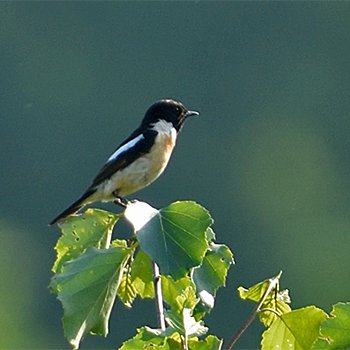 Siberian Stonechat