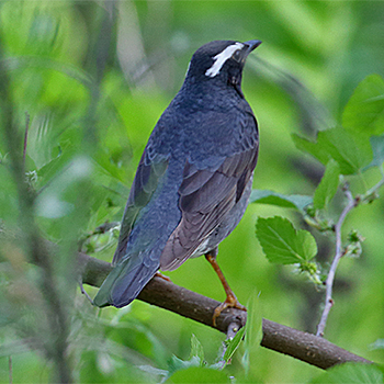 Siberian Thrush