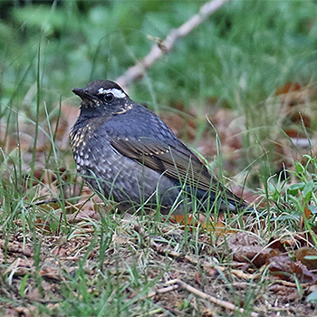 Siberian Thrush