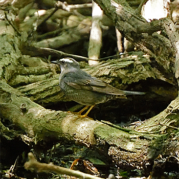 Siberian Thrush