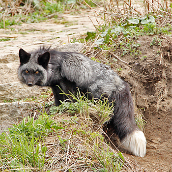 Silver Fox