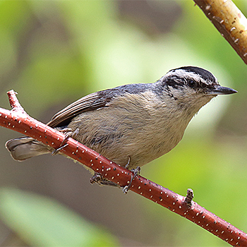 Snowy-browed Nuthatch