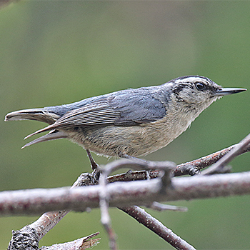 Snowy-browed Nuthatch