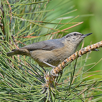 Snowy-browed Nuthatch
