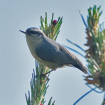 Snowy-browed Nuthatch