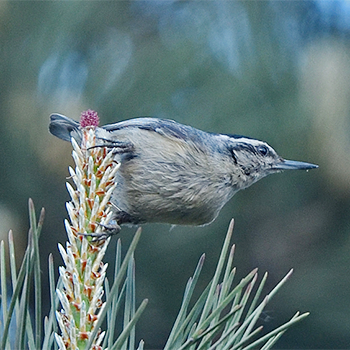 Snowy-browed Nuthatch
