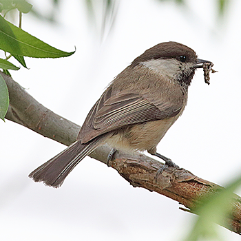 Willow (Songar) Tit