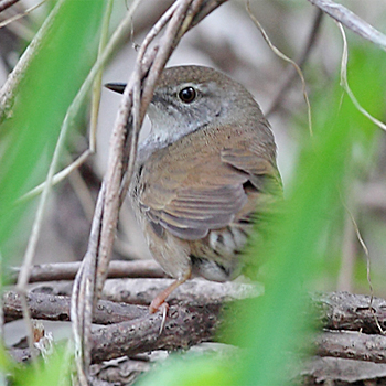 Spotted Bush Warbler