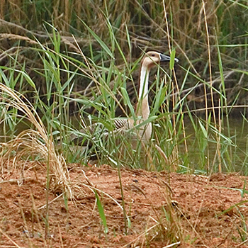 Swan Goose