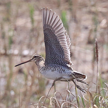 Swinhoe's Snipe