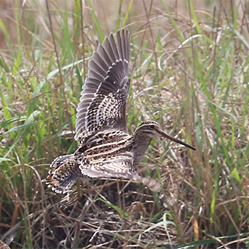 Swinhoe's Snipe