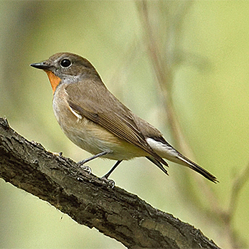 Taiga Flycatcher
