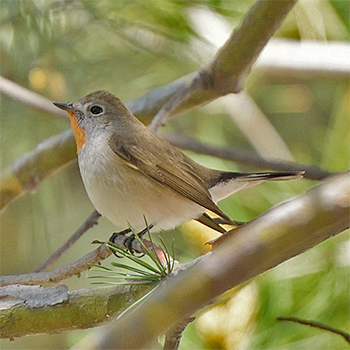 Taiga Flycatcher
