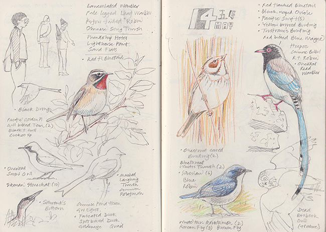 Pages from David Thelwell's notebook