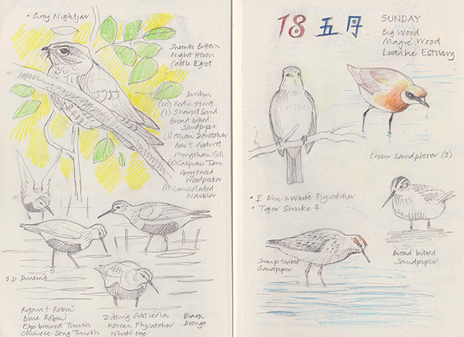 Pages from David Thelwell's notebook
