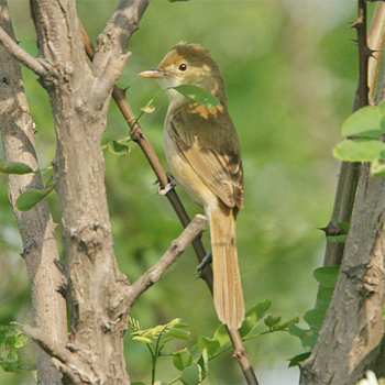 Thick-billed Warbler