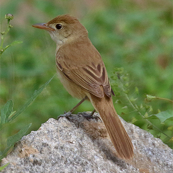 Thick-billed Warbler