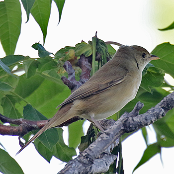 Thick-billed Warbler