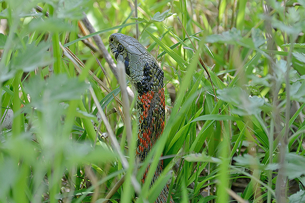 Tiger Keelback