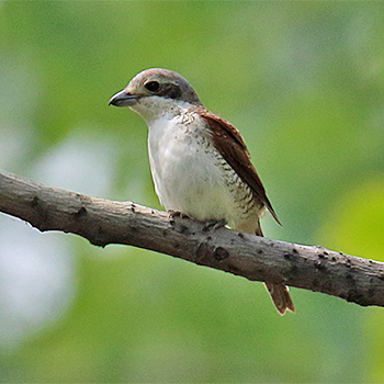 Tiger Shrike