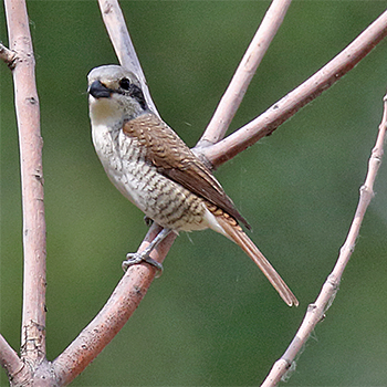 Tiger Shrike