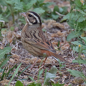 Tristram's Bunting