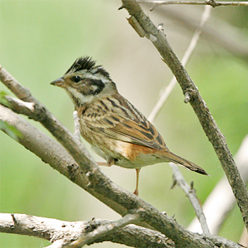 Tristam's Bunting