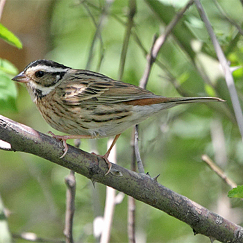 Tristram's Bunting