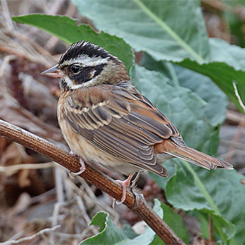 Tristram's Bunting