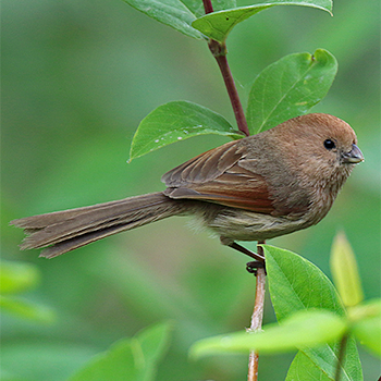 Vinous-throated Parrotbill