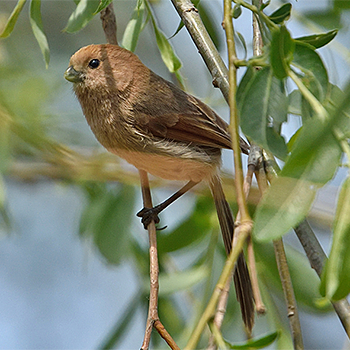 Vinous-throated Parrotbill