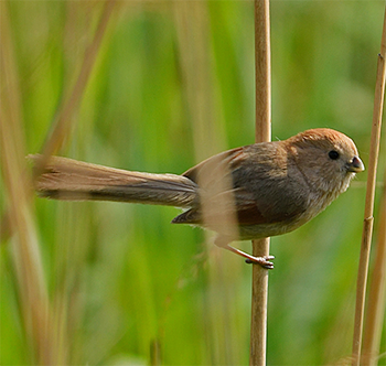 Vinous-throated Parrotbill