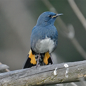 White-bellied Redstart