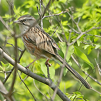 Beijing Babbler